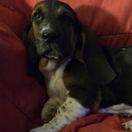 Basset Hounds from Heathens Howe'nds