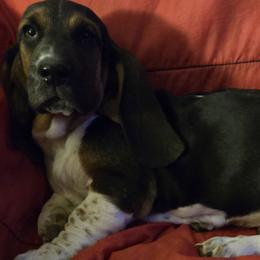 Basset Hounds from Heathens Howe'nds