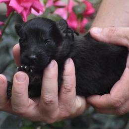 Male Puppy - Black and red male German Shepherd puppy in Marianna, Florida from Haus M Godwin