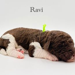 Ravi - Chocolate male Goldendoodle puppy in Milford, Pennsylvania from Doodles Are Golden