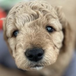 Goldendoodles from Bailey’s Goldendoodles