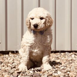 Bernedoodle and Labradoodle Puppies from Royal Doodles