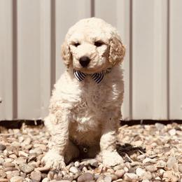 Bernedoodle and Labradoodle Puppies from Royal Doodles