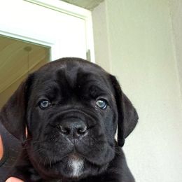 Mr Green - Black male Cane Corso puppy in Palm Coast, Florida from Northgold Cane Corso