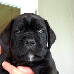 Mr Green - Black male Cane Corso puppy in Palm Coast, Florida from Northgold Cane Corso
