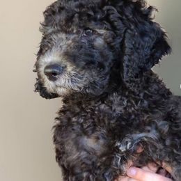 Cockapoo and Goldendoodle Puppies from Jolidoodles