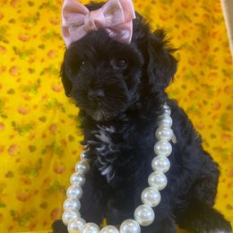 Shadow - Black female Goldendoodle puppy in Boaz, Alabama from Doodles All Day