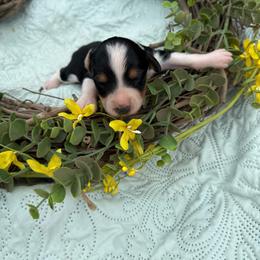 Waylon - Black tri-color male Aussiedoodle puppy in Allardt, Tennessee from Hearth&Hound Doodles