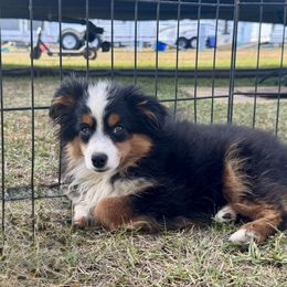 Cody - Black tri male Toy Australian Shepherd puppy in Troy, South Carolina from Stockman Farms