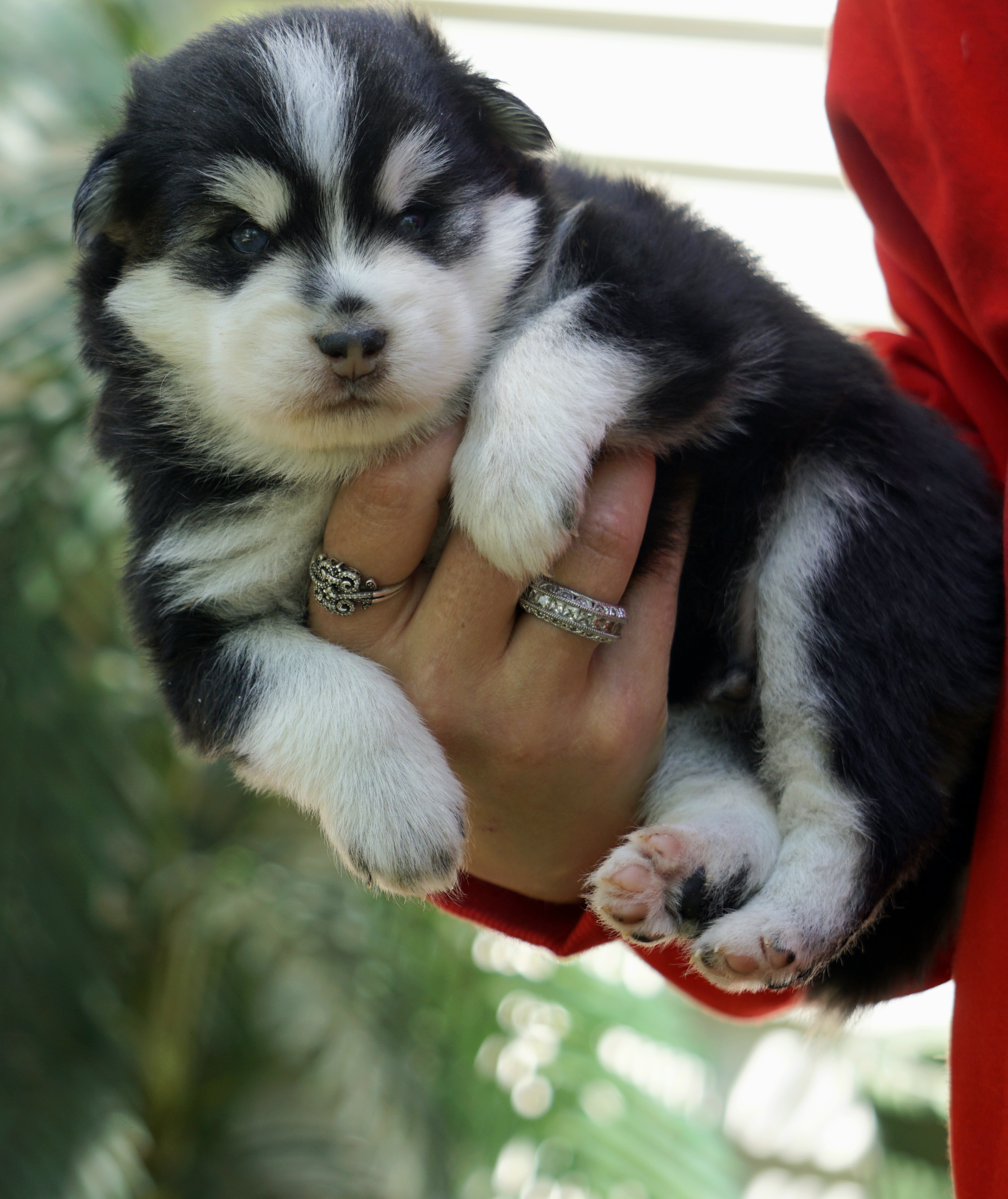 Pomsky Puppies from Arctic Star Pomskies