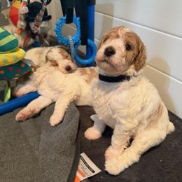 Belgium - Parti female Poodle puppy in New Britain, Connecticut from Poodles of New England
