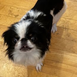 moose - Japanese Chin