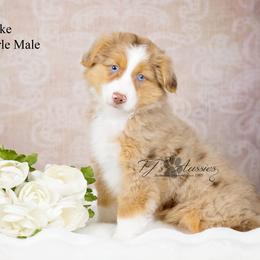 Duke - Red merle male Miniature Australian Shepherd puppy in Mechanicsburg, Pennsylvania from TJ's Aussies