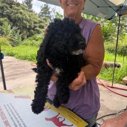 Patches - Black female Goldendoodle puppy in Willits, California from Big Island Goldendoodles