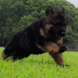 Blue Collar - Male - Black and red male German Shepherd puppy in Charlotte, North Carolina from Zuflucht K9s