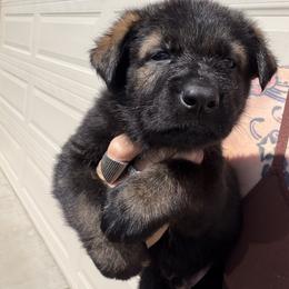 Uge - Sable male German Shepherd puppy in Surprise, Arizona from Vom Wustefeuer German Shepherds
