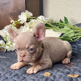 Annie (yellow collar) - Tricolors female French Bulldog puppy in Colorado Springs, Colorado from Sun Mountain Frenchies