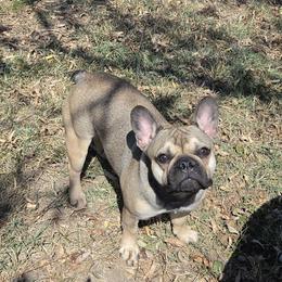 Lady - Blue fawn female French Bulldog puppy in Miami, Oklahoma from Destiny Jones