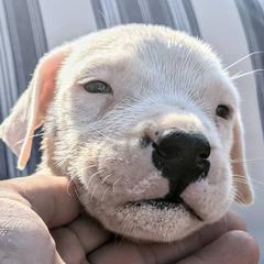 Boy 1 - Dogo Argentino puppy in Pueblo, Colorado from Palace Guard Dogos