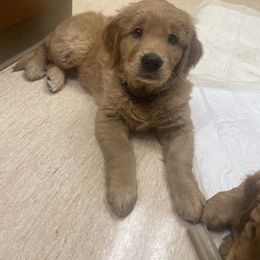 Golden Retriever Puppies from Joyfully Golden