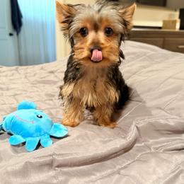 Titus - Black and tan male Yorkshire Terrier puppy in Hot Springs, Arkansas from Blissful_Yorkies