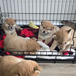 Shiba Inu Puppies from Diwasou
