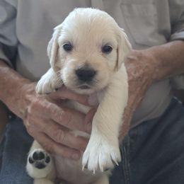 Girl 5 Betsy Ross - Light golden female Golden Retriever puppy in Elizabeth, Colorado from Blazing Star Goldens