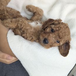 Earl - Red male Cavapoo puppy in Anaheim, California from West Coast Cavapoos