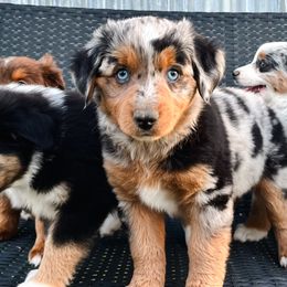 Miniature Australian Shepherds and Toy Australian Shepherds from Pineywoods Pups