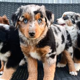 Miniature Australian Shepherds and Toy Australian Shepherds from Pineywoods Pups