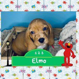Elmo - Mahogany and white male Basset Hound puppy in Tollesboro, Kentucky from Low and Slow Bassets