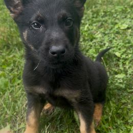 Green Collar Boy - male Dutch Shepherd puppy in Palmyra, Maine from Maine Working Dogs