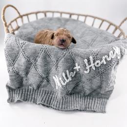 Stitch - Apricot male Goldendoodle puppy in Jamestown, Kentucky from Milk & Honey Doodles