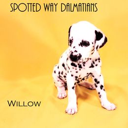 Girl 2 - Dalmatian puppy in Austin, Texas from Spotted Way Dalmatians