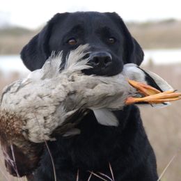 Cavalier King Charles Spaniels and Labrador Retrievers from Matilija