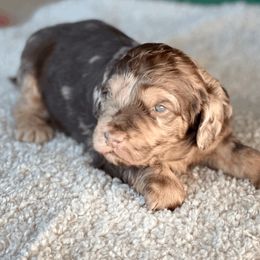 Goldendoodle Puppies from Doodlebloom Farm