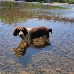 Wrangler - English Springer Spaniel
