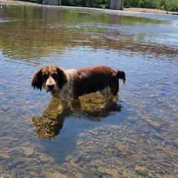 Wrangler - English Springer Spaniel