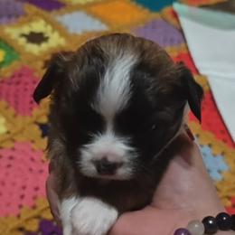 Busta - Sable spotted white male Chihuahua puppy in Gray, Louisiana from Chi Chi's Place LLC