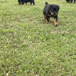 Rottweiler Puppies from Vom Allegiance Haus