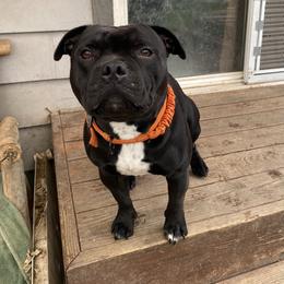 Hardknox Tush Push-Bruno - Brindle and white male Staffordshire Bull Terrier puppy in Newberg, Oregon from Hardknox Staffords