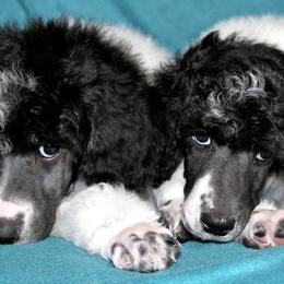 Poodles from Country Haven Standard Poodles