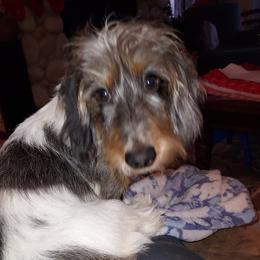 Cash - Dachshund