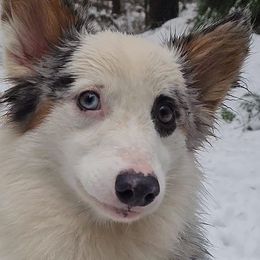 American Corgis from There and Back Again Corgis