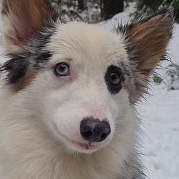 American Corgis from There and Back Again Corgis