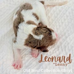 Leonard (Lenny) - Parti male Goldendoodle puppy in Livermore, Colorado from Heritage Hills Family Doodles