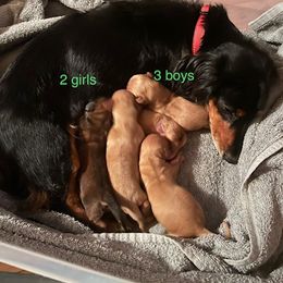 Dachshund Puppies from Carlin's Weiner Haus