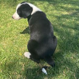 Boy 451 - Black and white male Border Collie puppy in Temecula, California from West Coast Border Collies