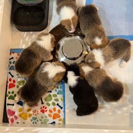 Pembroke Welsh Corgi puppies from Dosado Corgis