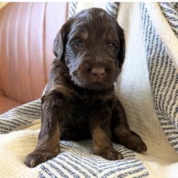 Bagel - Chocolate male Labradoodle puppy in Lubbock, Texas from Lucky Labradoodles